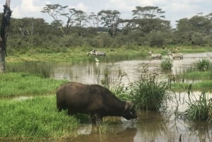 Safari no Parque Nacional de Nairobi. Experiência única com a vida selvagem.