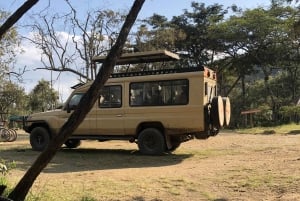 Safari no Parque Nacional de Nairobi. Experiência única com a vida selvagem.