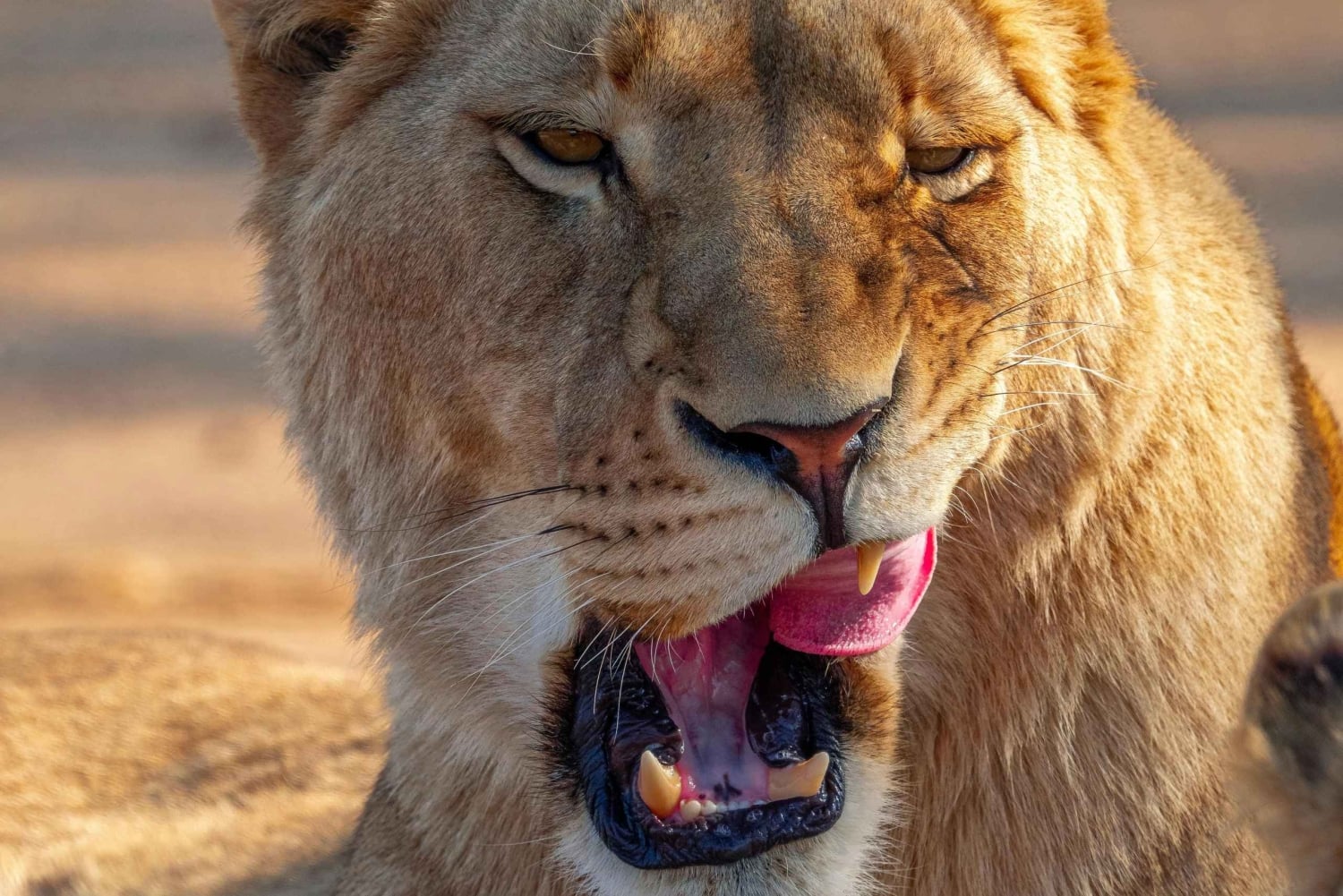 Nairobi: Guidad safari i nationalparken