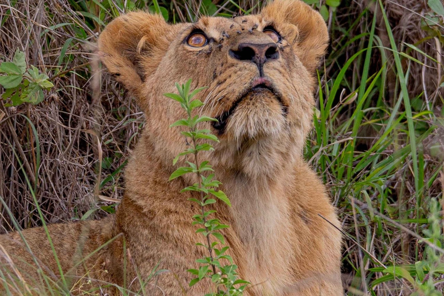 Nairobi: Guidad safari i nationalparken