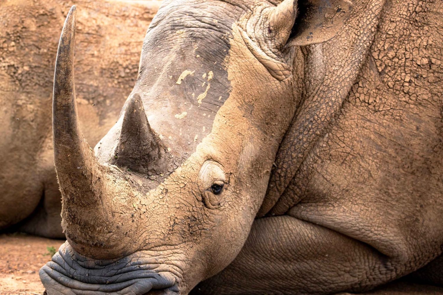 Nairobi: Guidad safari i nationalparken