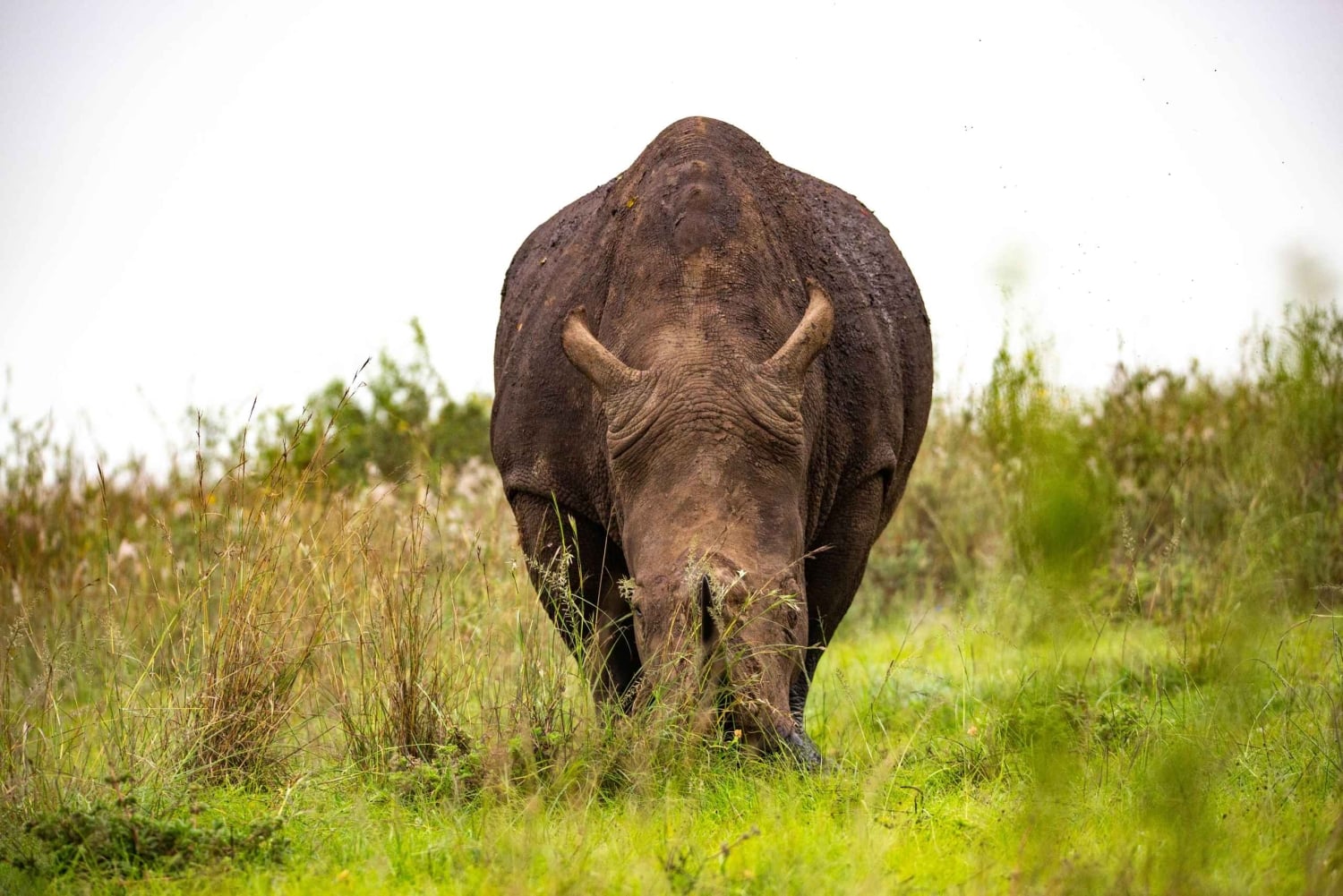 Nairobi: Guidad safari i nationalparken