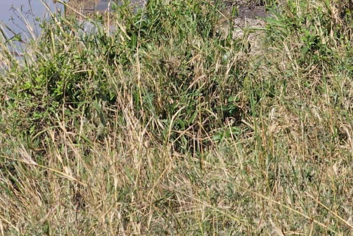 Nairobi National Park Guided Game Drive