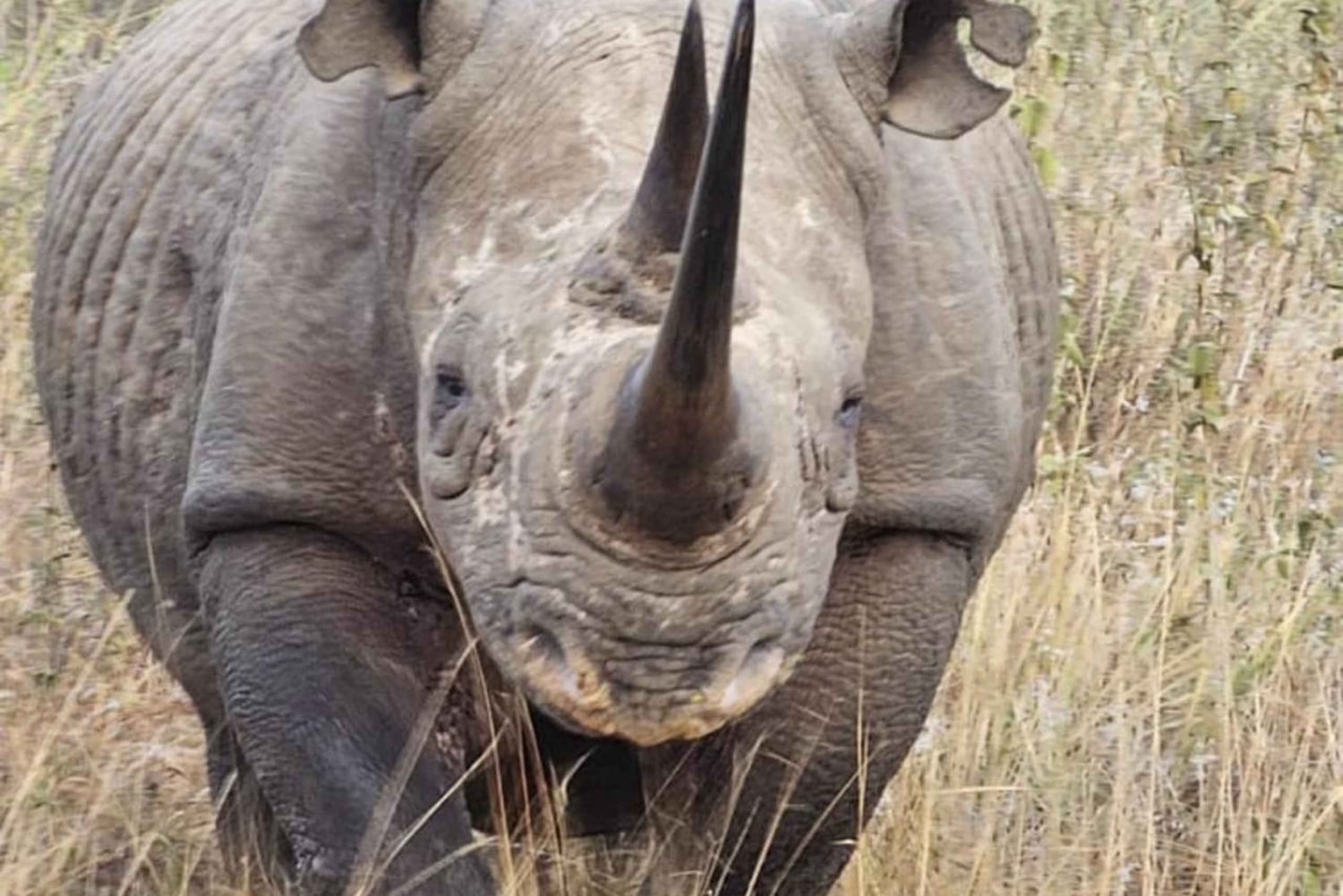 Nairobi National Park Guided Game Drive