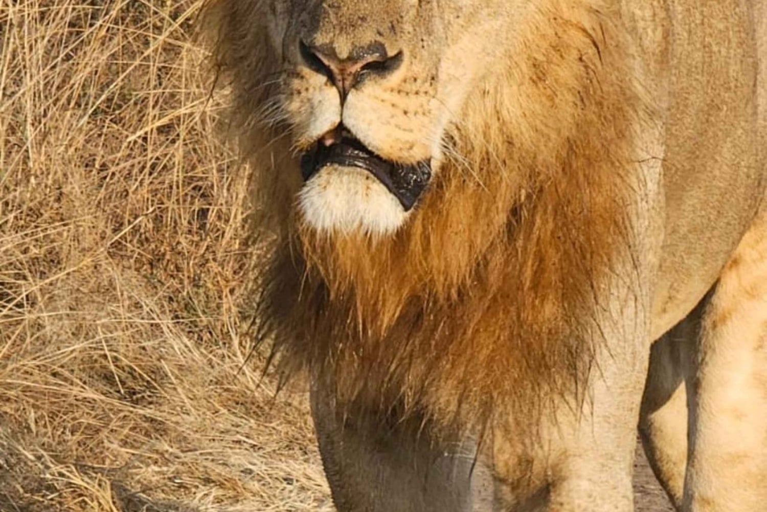 Nairobi National Park Guided Game Drive