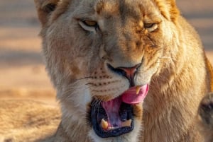 Nairobi: Guidad safari i nationalparken