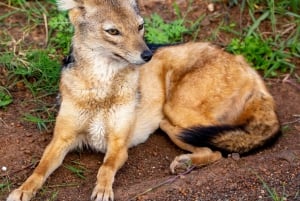 Nairobi: Guidad safari i nationalparken