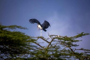 Nairobi: Guidad safari i nationalparken