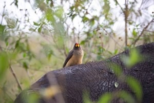 Nairobi: Guidad safari i nationalparken