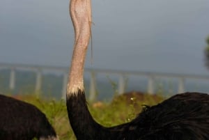 Nairobi: Guidad safari i nationalparken