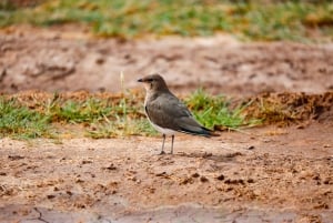 Nairobi: Guidad safari i nationalparken