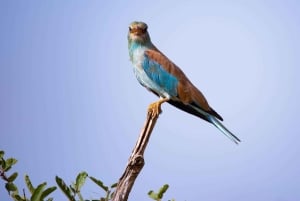 Nairobi: Guidad safari i nationalparken