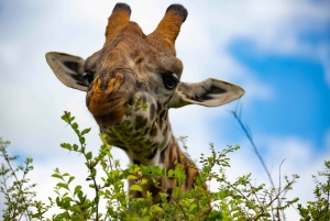 Nairobi: Guidad safari i nationalparken