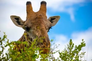 Nairobi: Guidad safari i nationalparken