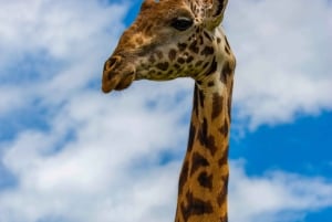 Nairobi: Guidad safari i nationalparken