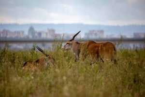 Nairobi: Guidad safari i nationalparken