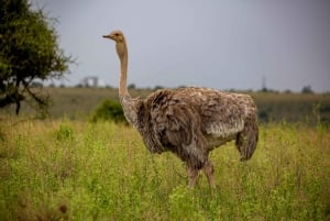 Nairobi: Guidad safari i nationalparken