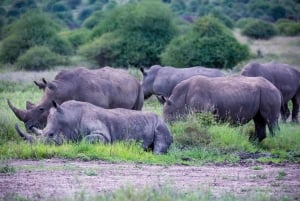 Nairobi: Guidad safari i nationalparken