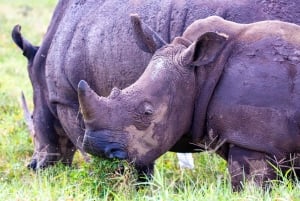 Nairobi: Guidad safari i nationalparken