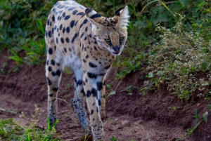 Nairobi: Guidad safari i nationalparken