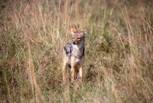 Nairobi: Guidad safari i nationalparken