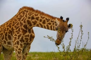 Nairobi: Guidad safari i nationalparken