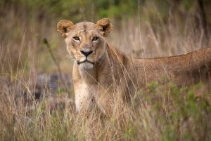 Nairobi: Guidad safari i nationalparken