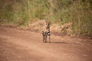 Nairobi: Guidad safari i nationalparken