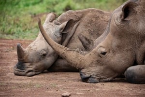 Nairobi: Guidad safari i nationalparken