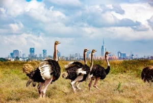 Nairobi: Guidad safari i nationalparken