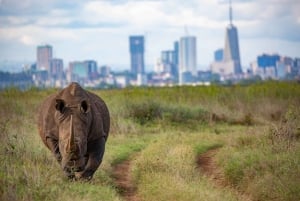 Nairobi: Guidad safari i nationalparken