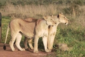 Nairobi National Park Guided Game Drive
