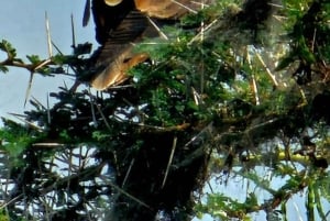 Nairobi National Park Guided Game Drive
