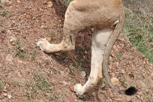 Nairobi National Park Guided Game Drive