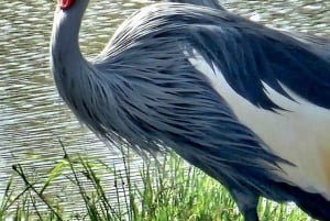 Nairobi National Park Guided Game Drive