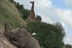 Nairobi National Park Guided Game Drive