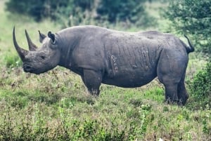 Nairobi National Park Guided Game Drive