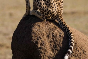 Nairobi National Park Guided GameDrive & Wildlife Experience