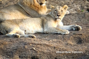 Nairobi National Park Guided GameDrive & Wildlife Experience