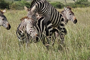 Nairobi National Park Guided GameDrive & Wildlife Experience