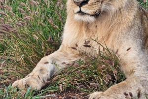 Nairobi National Park Guided GameDrive & Wildlife Experience