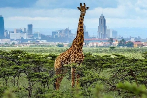 Nairobi National Park Guided Tour Group Joining Free Pick up