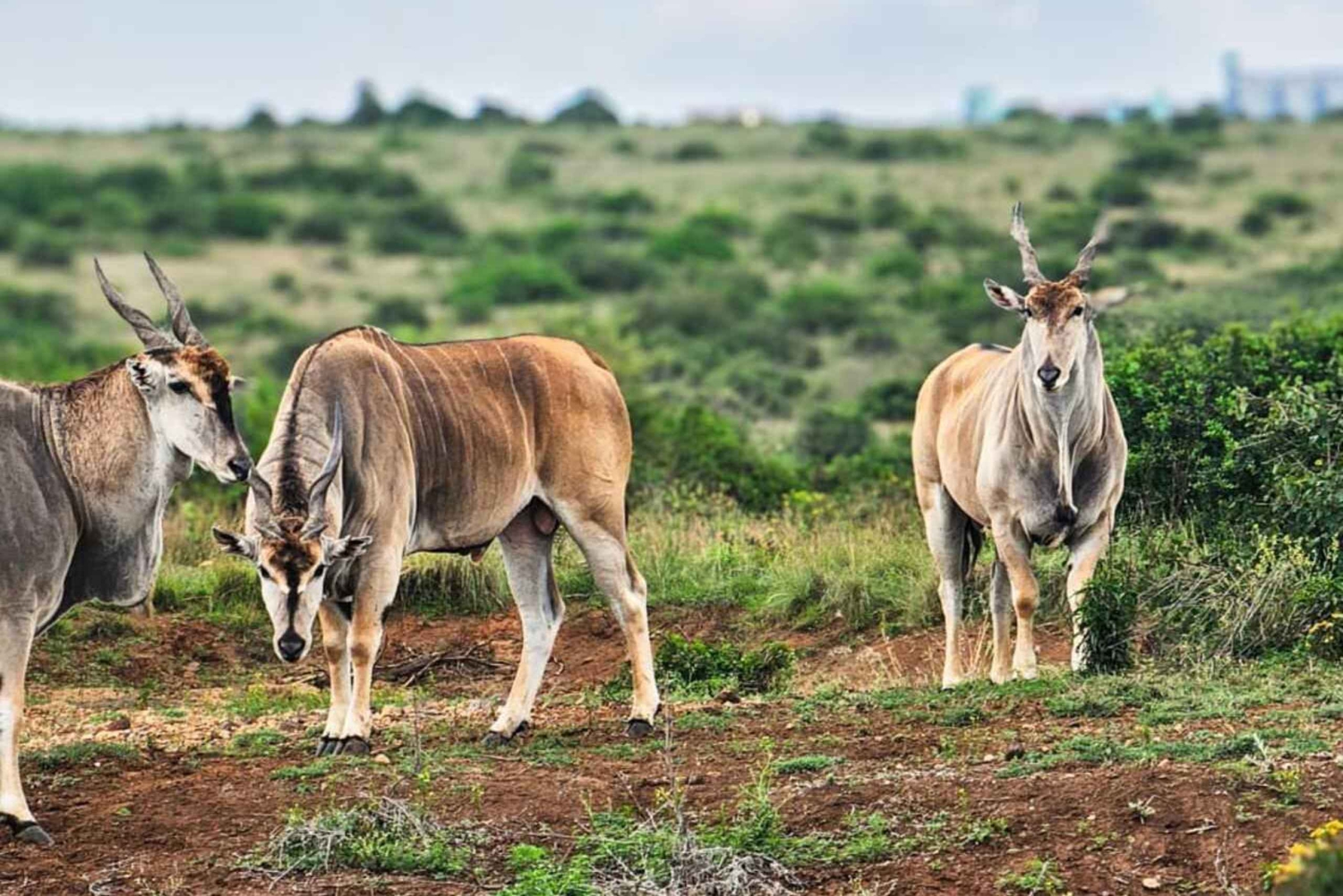 Guidet tur i Nairobi nasjonalpark med gratis henting på hotellet