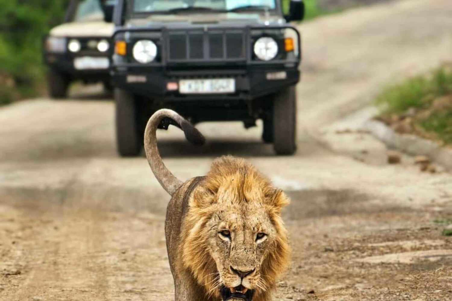Guidet tur i Nairobi nasjonalpark med gratis henting på hotellet