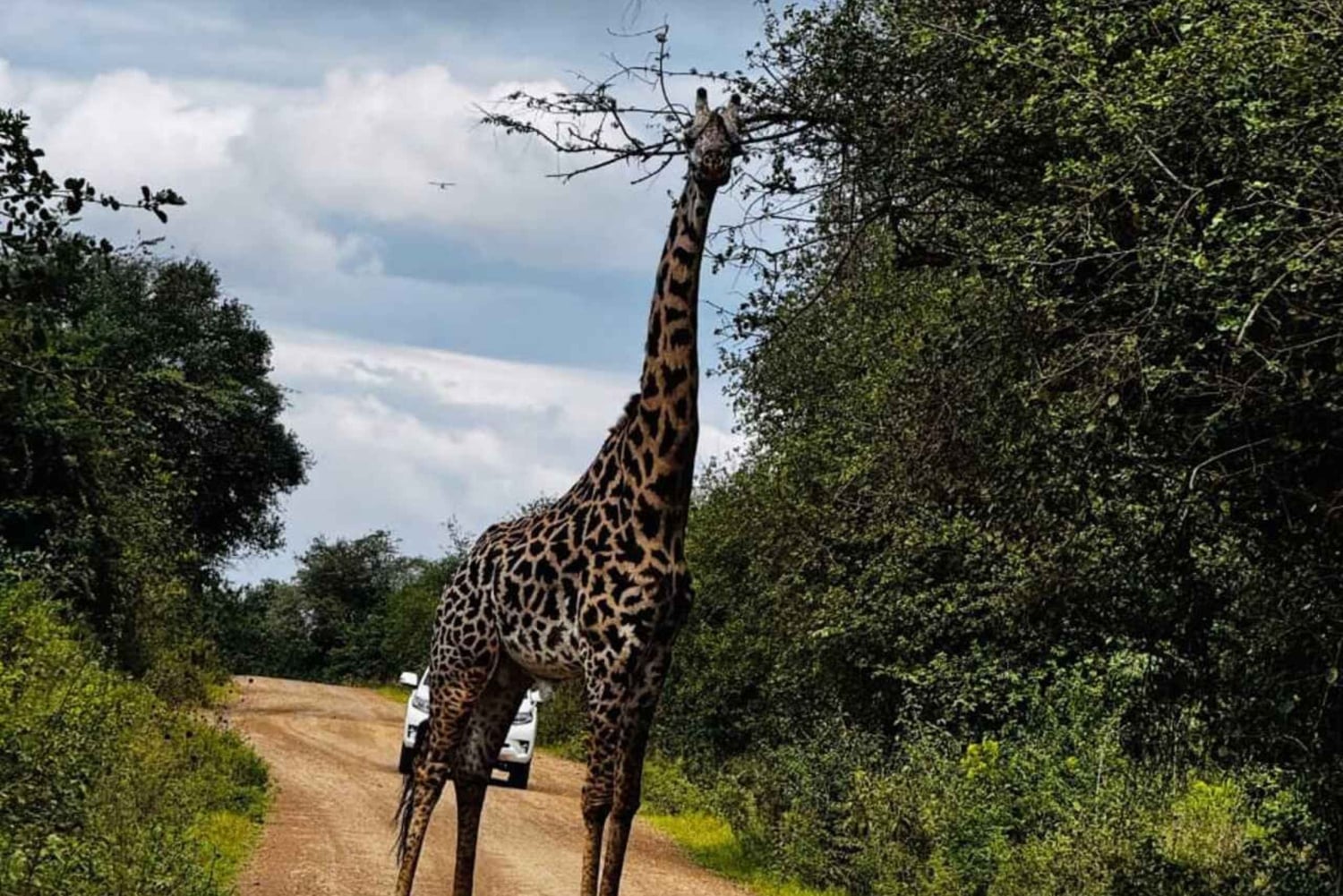 Guidet tur i Nairobi nasjonalpark med gratis henting på hotellet