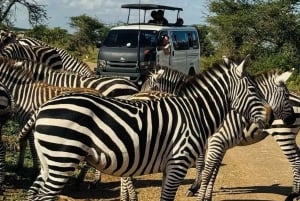 Guidet tur i Nairobi nasjonalpark med gratis henting på hotellet