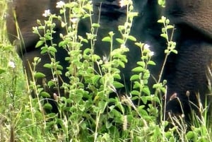 Guidet tur i Nairobi nasjonalpark med gratis henting på hotellet