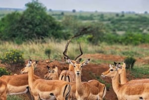 Guidet tur i Nairobi nasjonalpark med gratis henting på hotellet