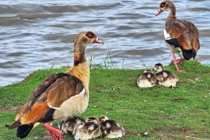 Guidet tur i Nairobi nasjonalpark med gratis henting på hotellet