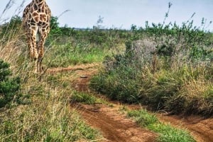 Guidet tur i Nairobi nasjonalpark med gratis henting på hotellet